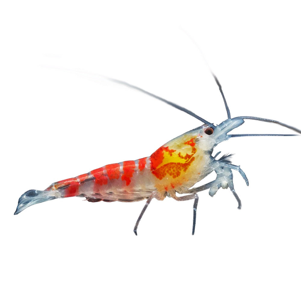 Shrimp Red Calceo