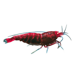 Shrimp Red Devil
