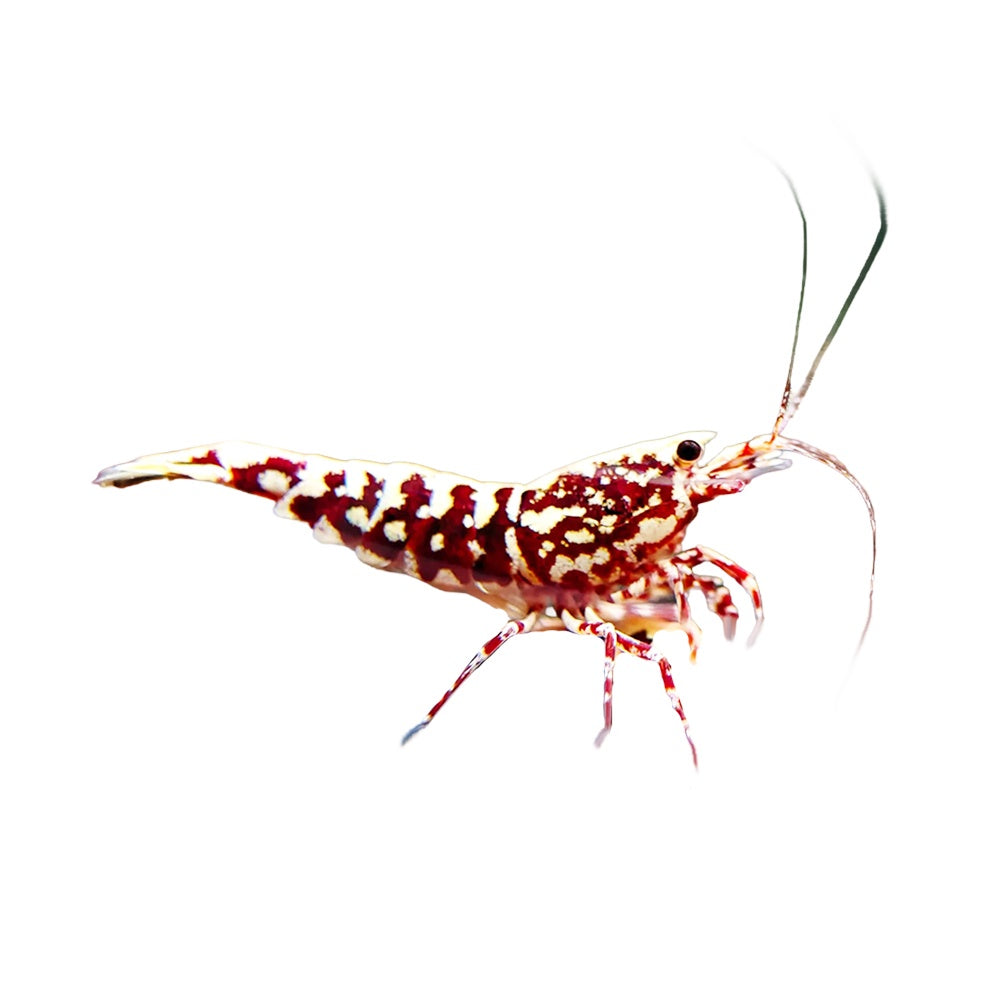 Shrimp Red Galaxy