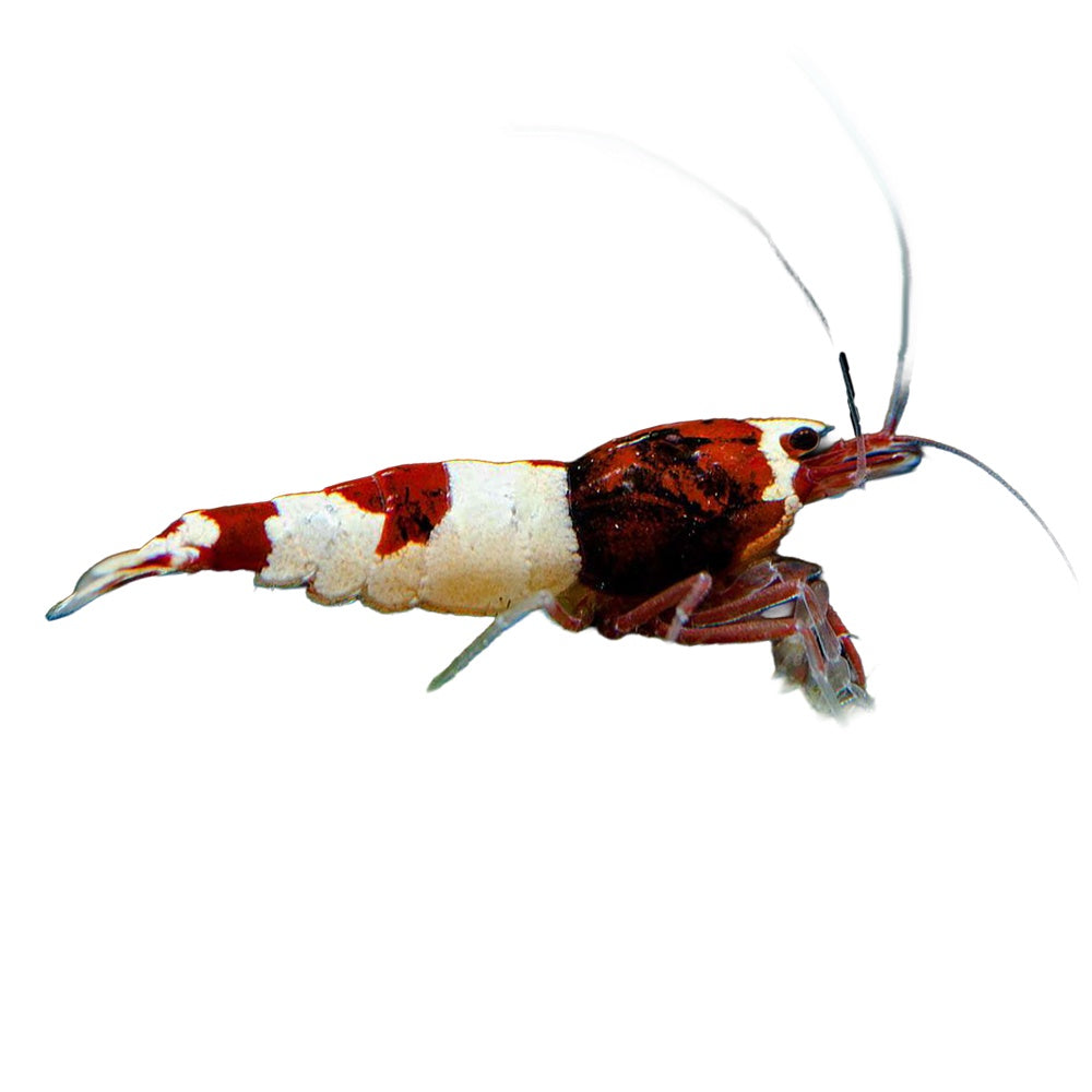 Shrimp Red Wine