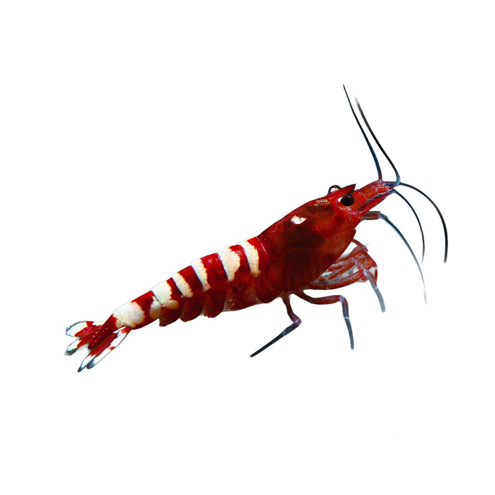 Shrimp Red Zebra Pinto