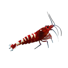 Shrimp Red Zebra Pinto