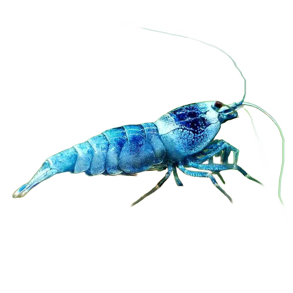 Shrimp Blue Bolt