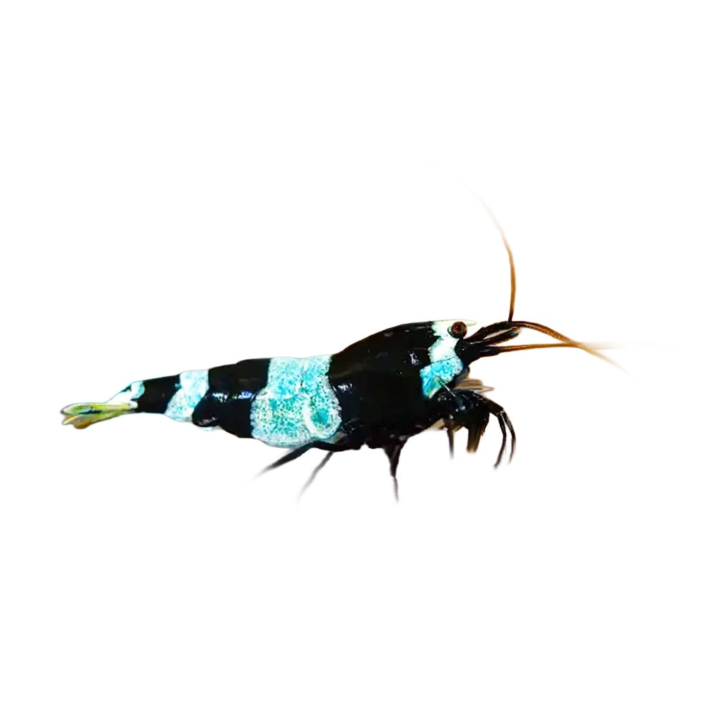 Shrimp Shadow Panda