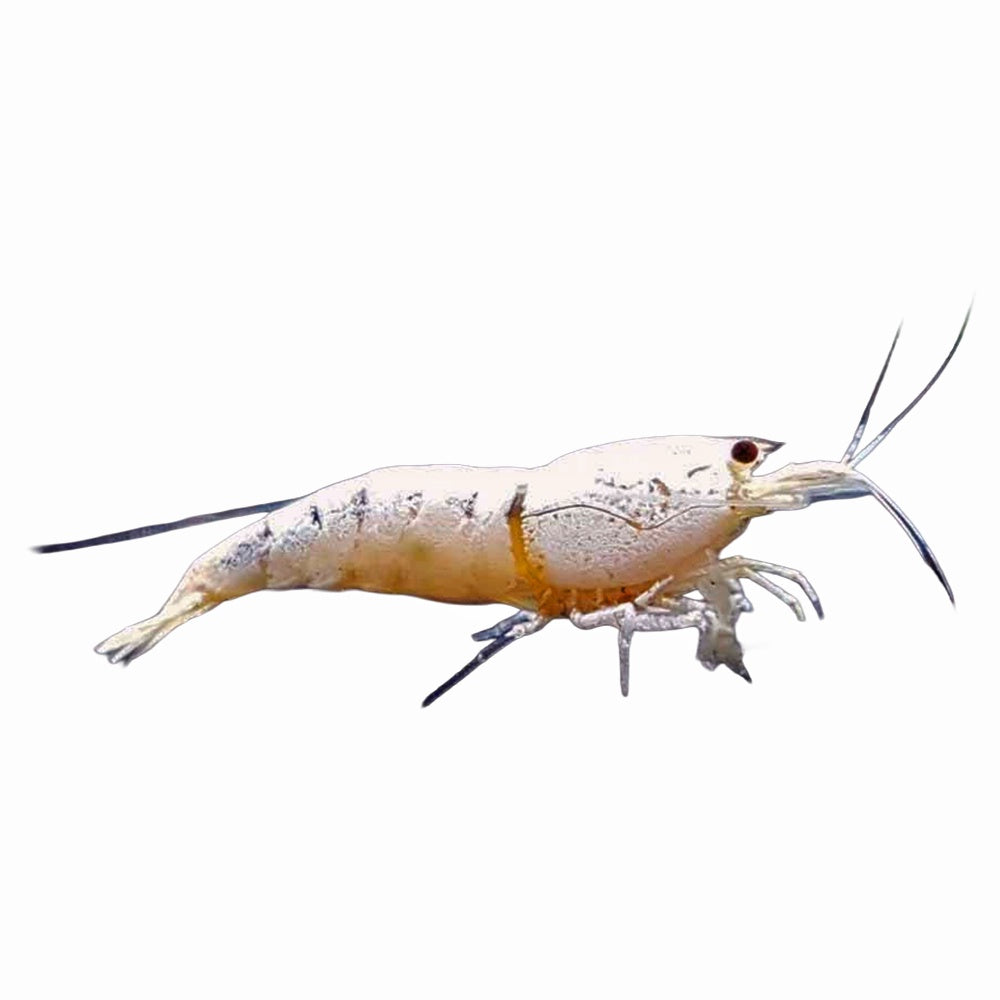 Shrimp Snow White