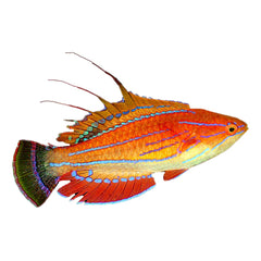 Carpenter Fairy Wrasse (Paracheilinus Carpenteri)