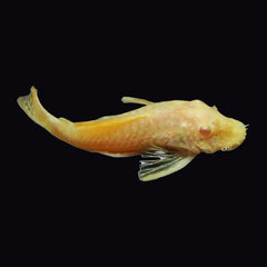 Catfish Bristlenose Albino (Ancistrus Sp.)