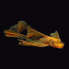 Catfish Bristlenose Calico Longfin (Ancistrus Sp.)