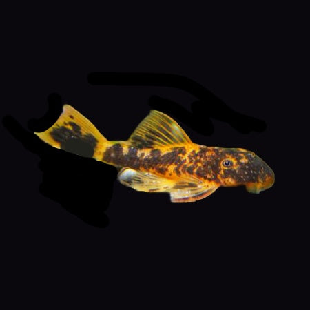 Catfish Bristlenose Calico (Ancistrus Sp.)