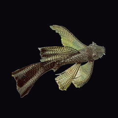 Catfish Bristlenose Common Longfin (Ancistrus Sp.)