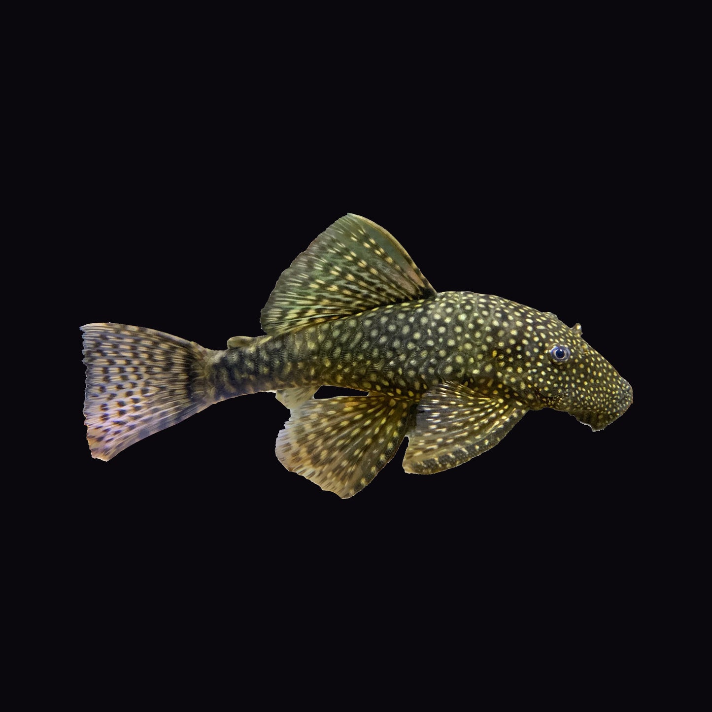 Catfish Bristlenose Common (Ancistrus Sp.)