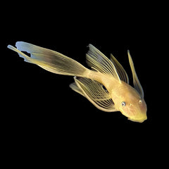 Catfish Bristlenose Lemon Eye Longfin (Ancistrus Sp.)