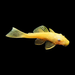 Catfish Bristlenose Lemon Eye (Ancistrus Sp.)