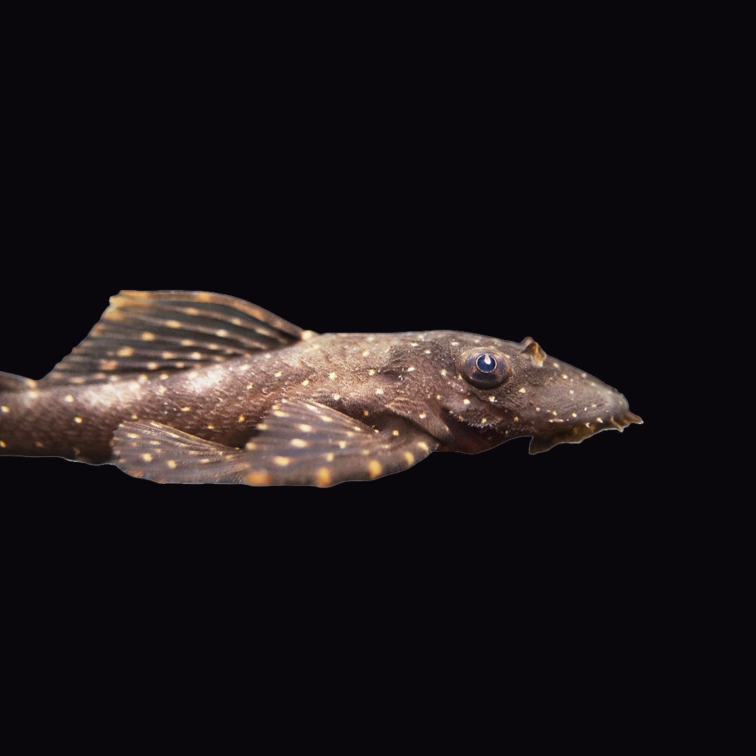 Catfish Bristlenose Orange Spot (Ancistrus Sp.)