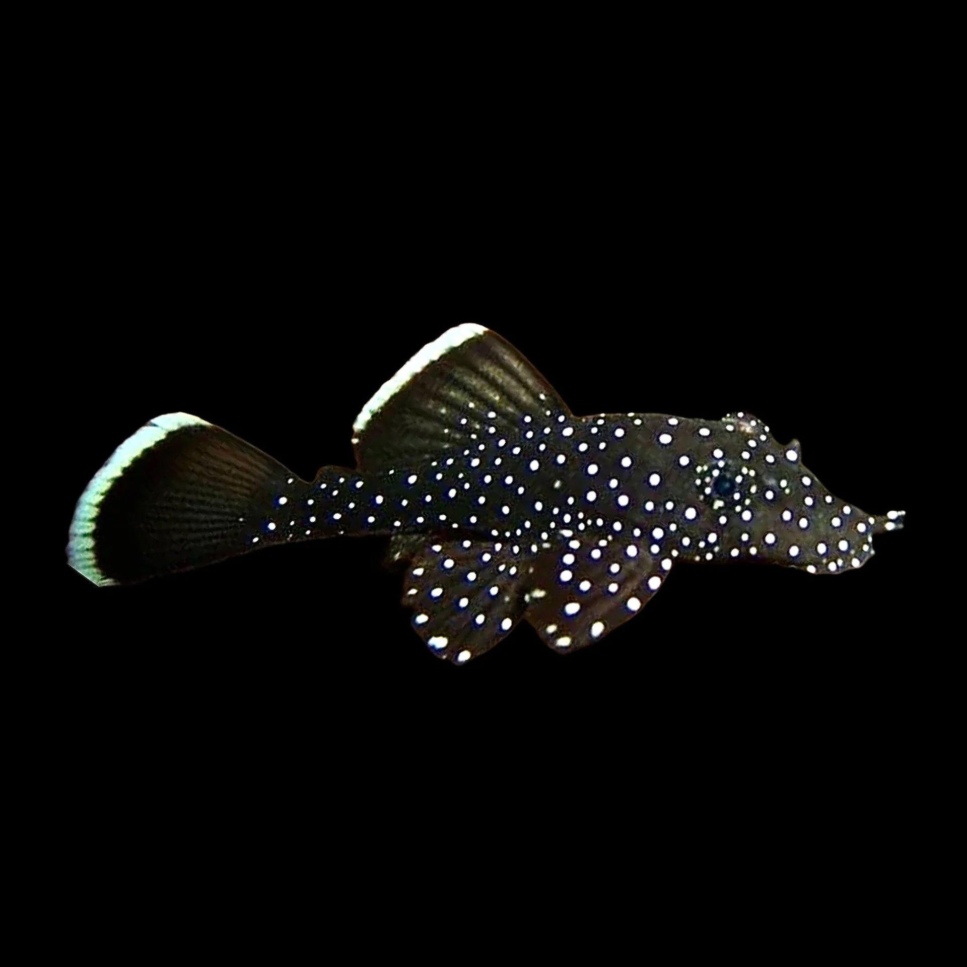 Catfish Bristlenose Peppermint (Ancistrus Sp.) - Medium Size (5-6cm)