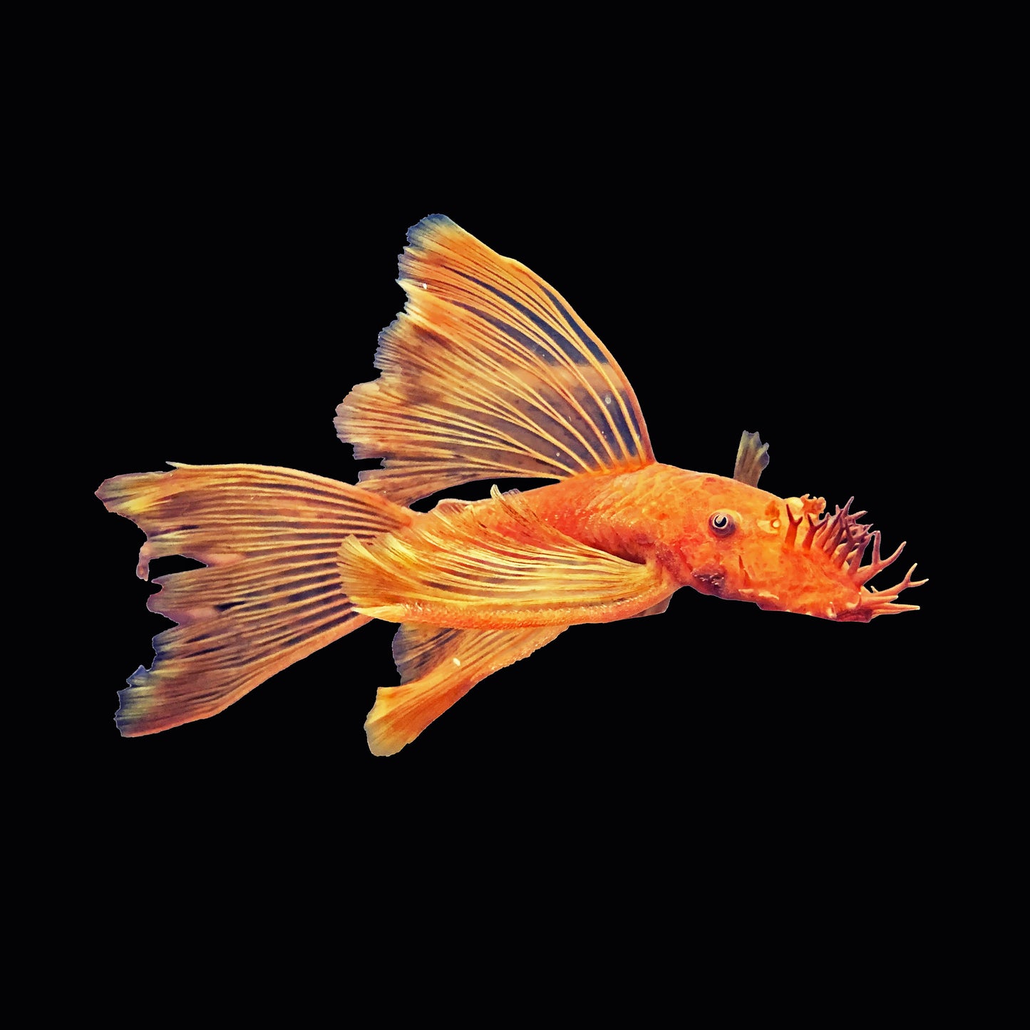 Catfish Bristlenose Super Red Longfin (Ancistrus Sp.)