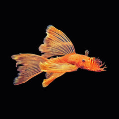 Catfish Bristlenose Super Red Longfin (Ancistrus Sp.)