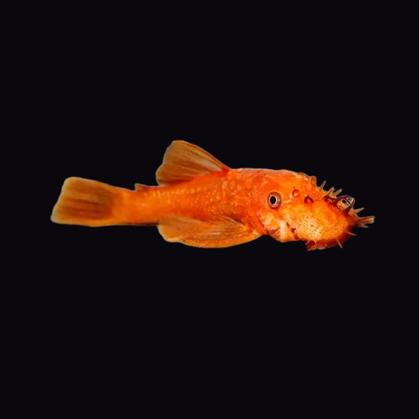 Catfish Bristlenose Super Red (Ancistrus Sp.)