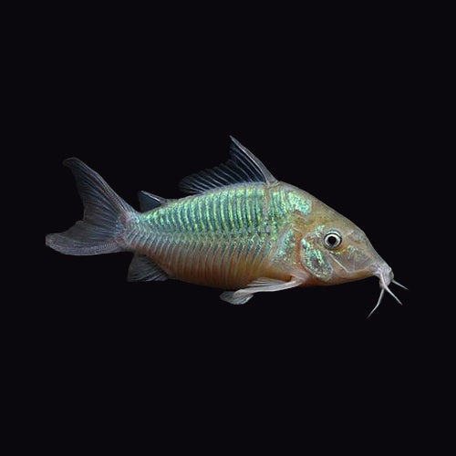 Catfish Emerald (Brochis Spendens)