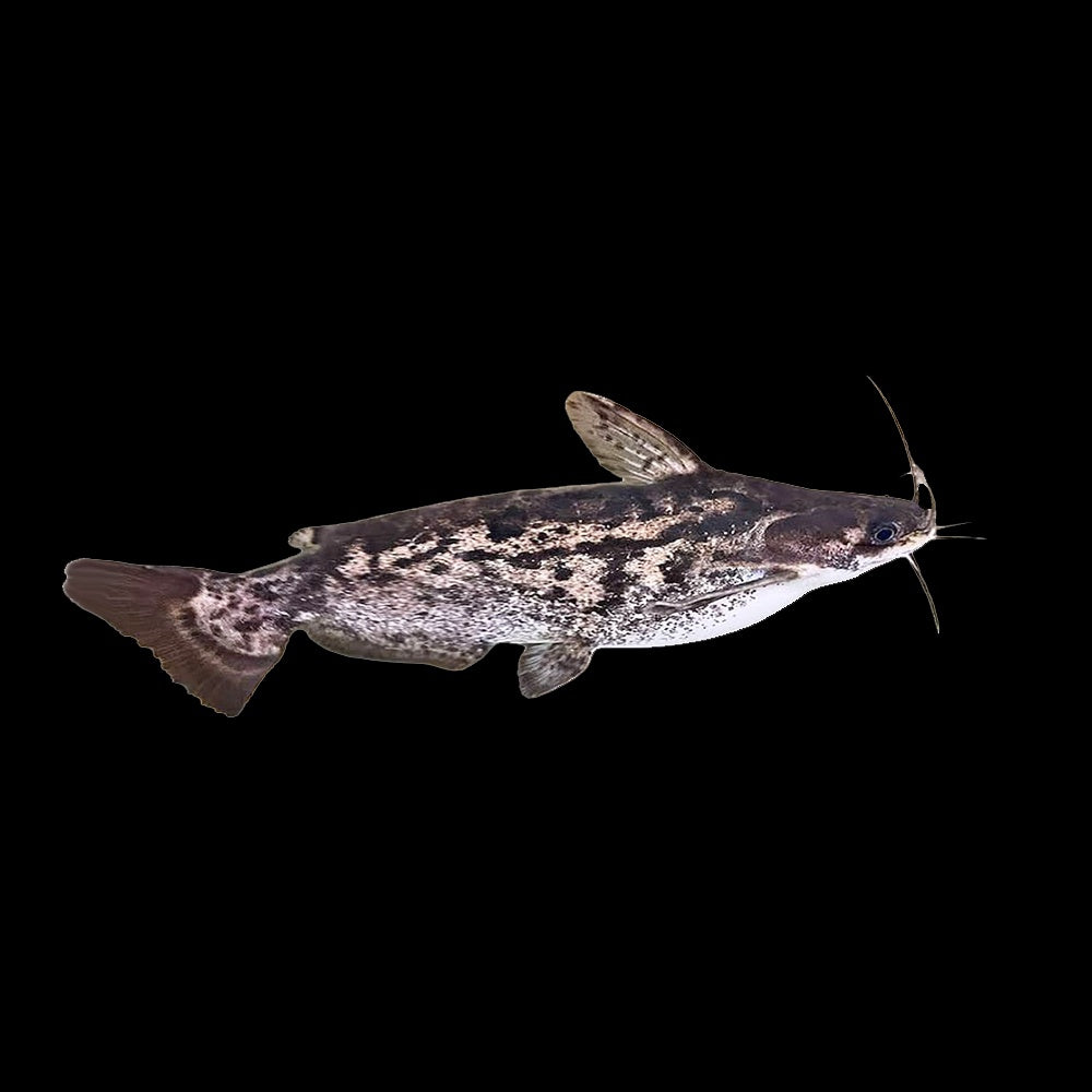 Catfish Wood Columbian (Trachelyopterus Fisheri)