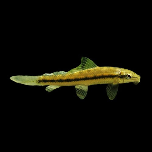 Catifsh Sucking (Gyrinocheilus Aymonieri)