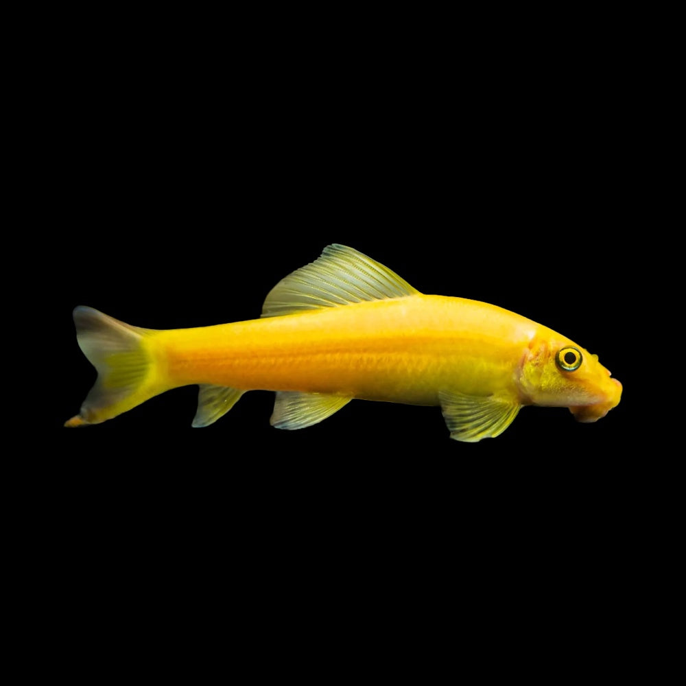 Catifsh Sucking Gold (Gyrinocheilus Aymonieri)