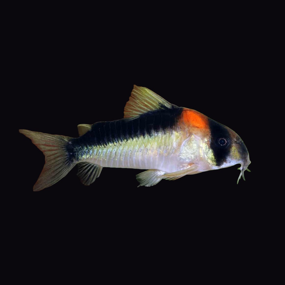Corydoras Adolf's (Corydoras Adolfi)