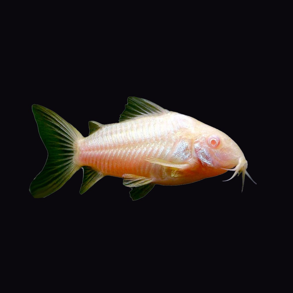 Corydoras Albino (Corydoras Aeneus)