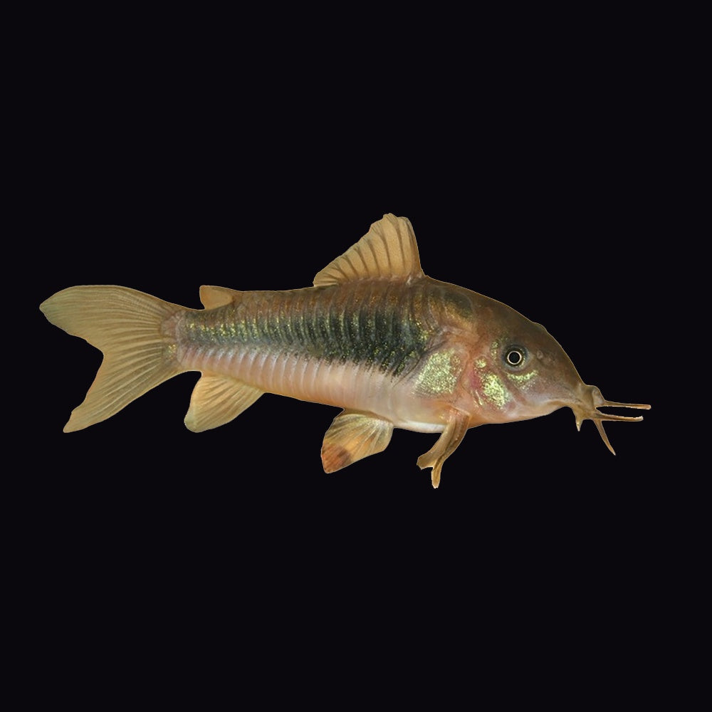 Corydoras Bronze (Corydoras Aeneus)
