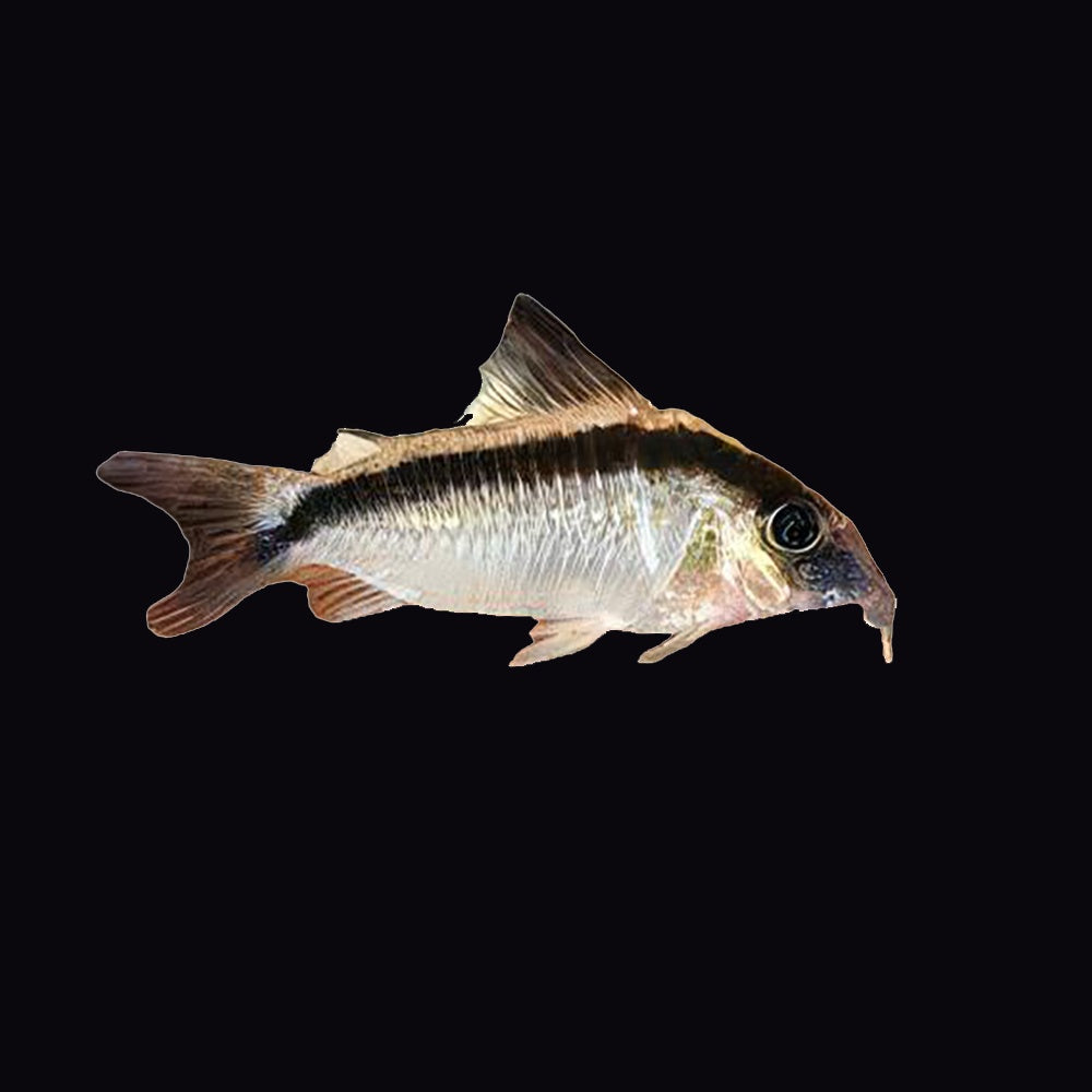 Corydoras Skunk (Corydoras Arcuatus)