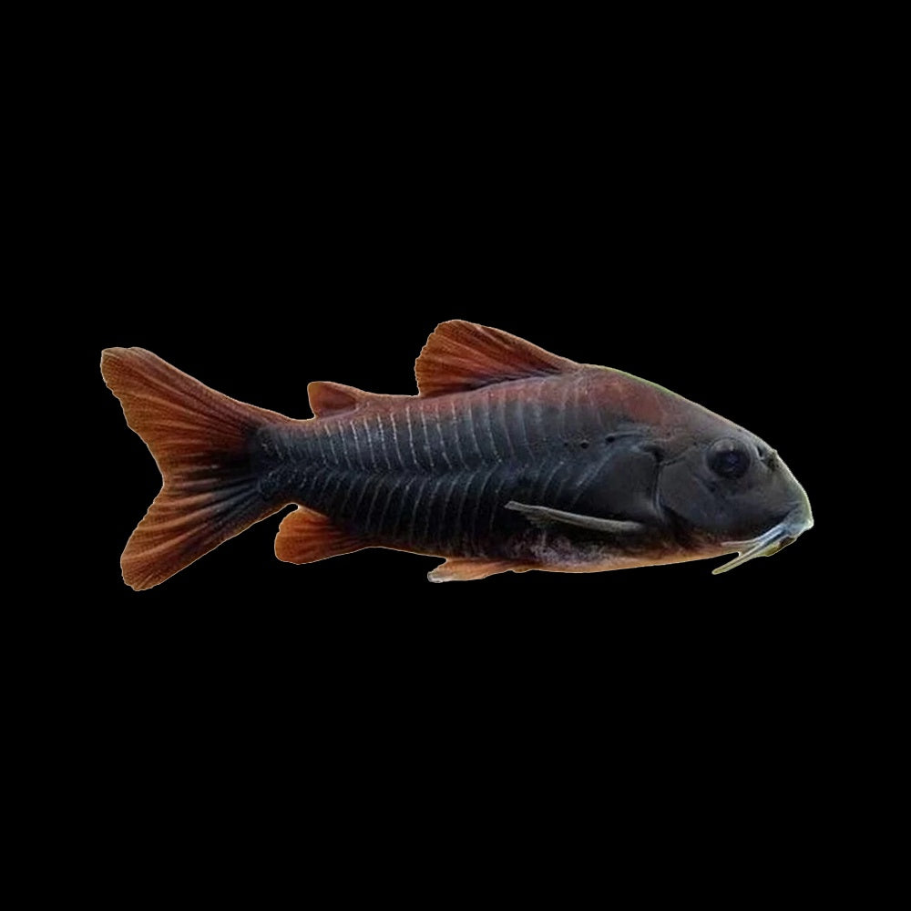 Corydoras Venezuela Black