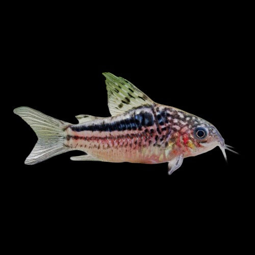 Corydoras Elegans