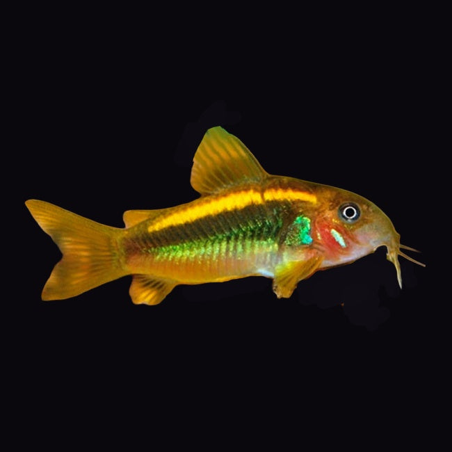 Corydoras Neon Orange Laser