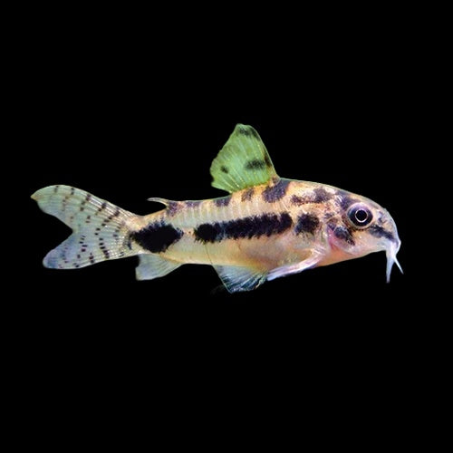 Corydoras Habrosus