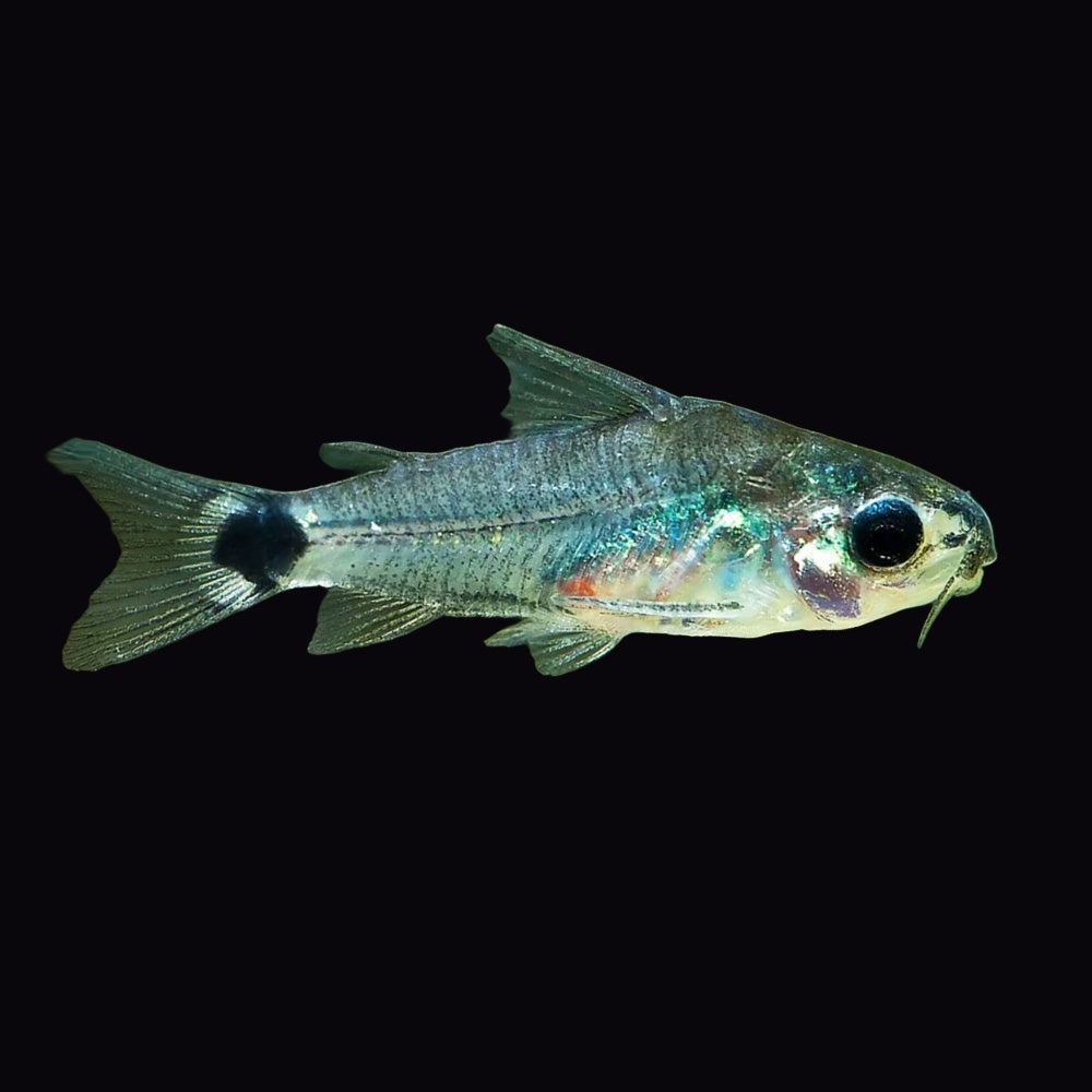 Corydoras Hastatus