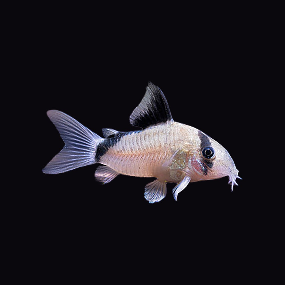 Corydoras False Bandit (Corydoras Melini)
