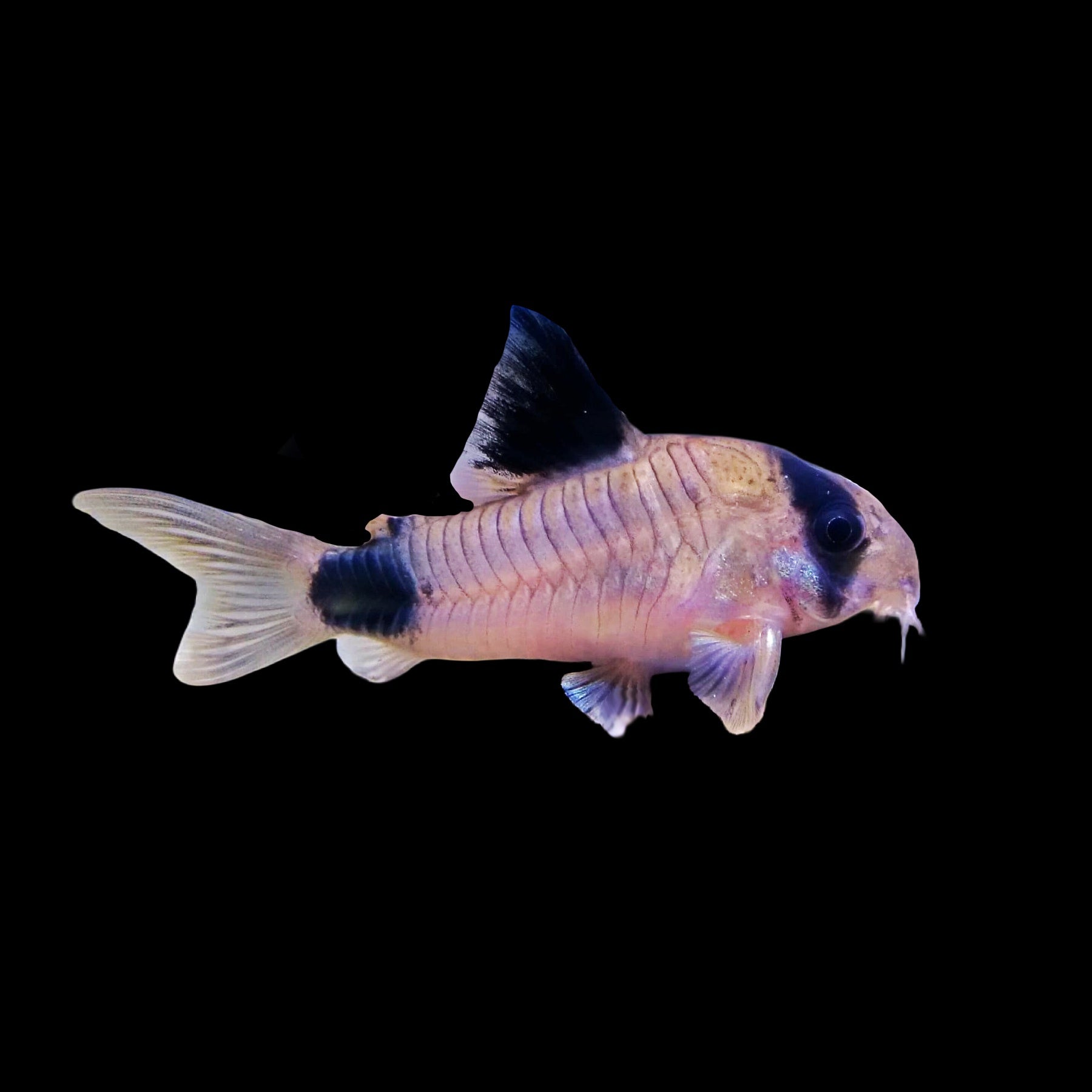 Corydoras Panda