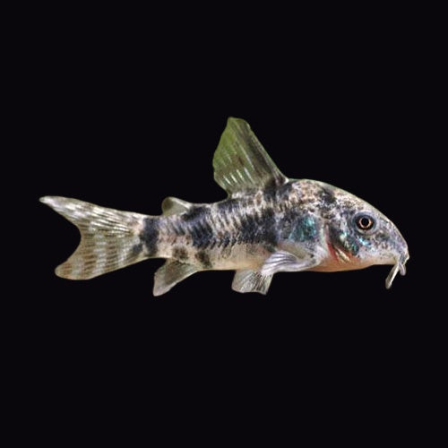 Corydoras Peppered (Corydoras Paleatus)