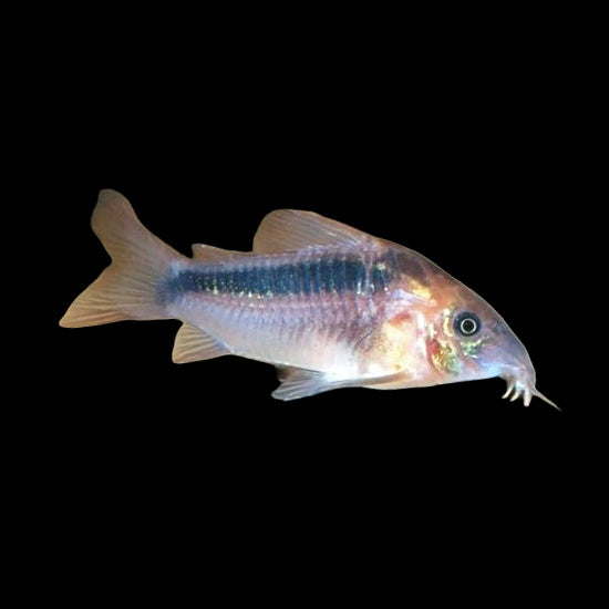 Corydoras Rabauti