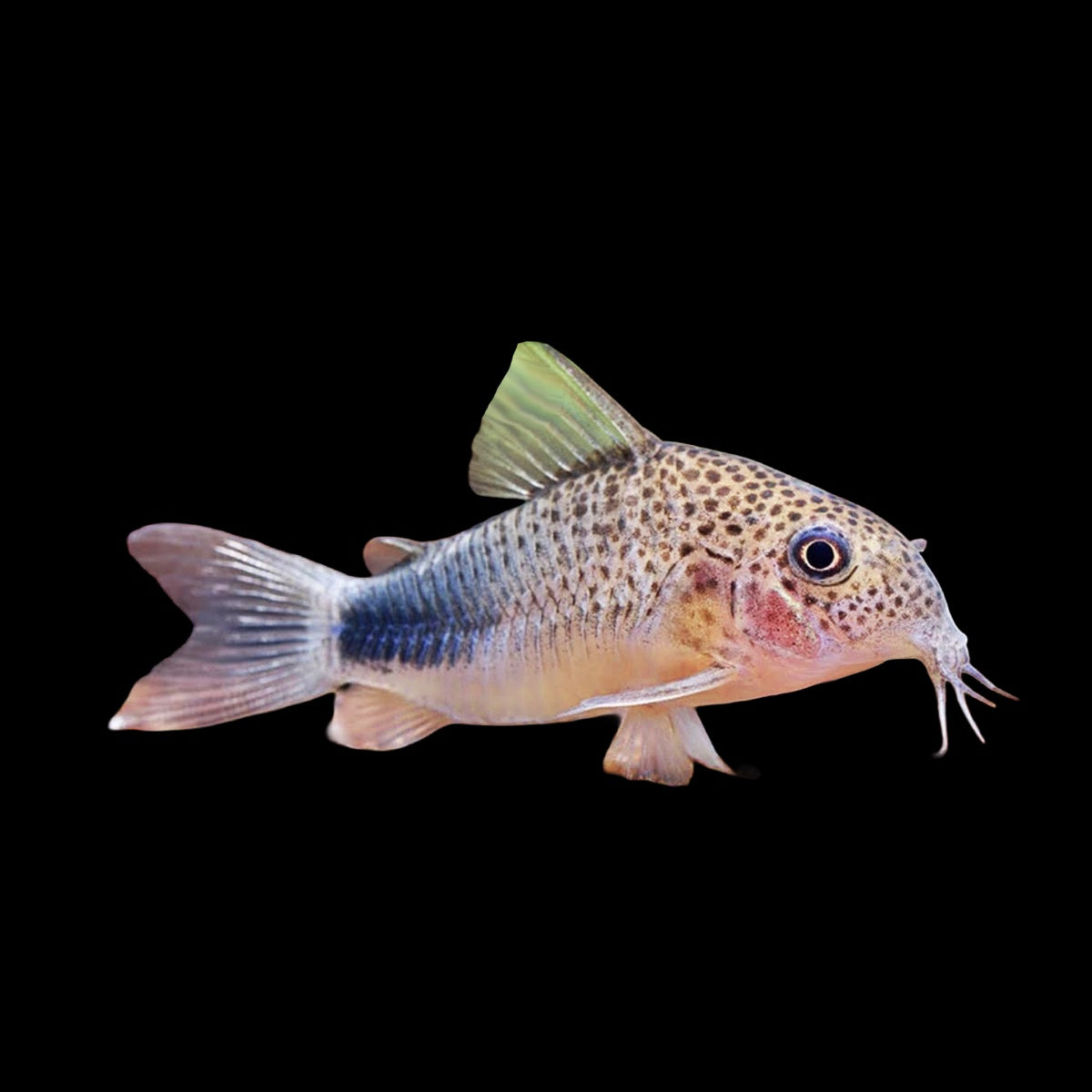 Corydoras Similis