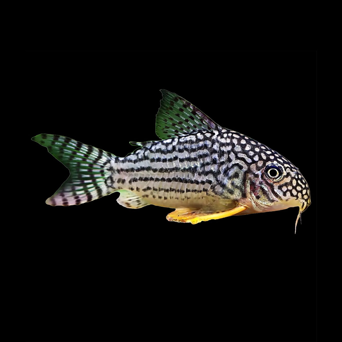 Corydoras Sterbai