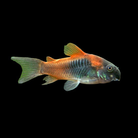 Corydoras Venezuelan Orange (Orange Aeneus Venezuela)