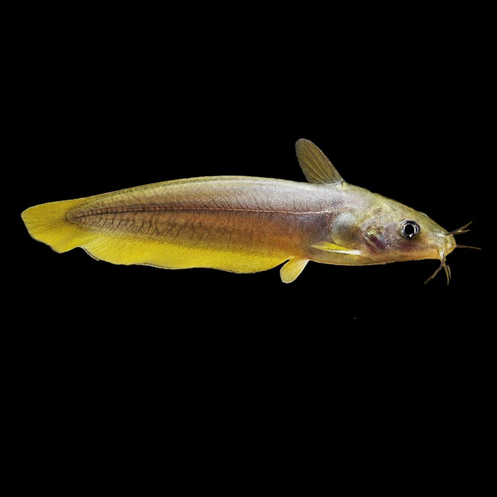 Catfish Eeltail Golden (Neosilurus Hyrtlii)