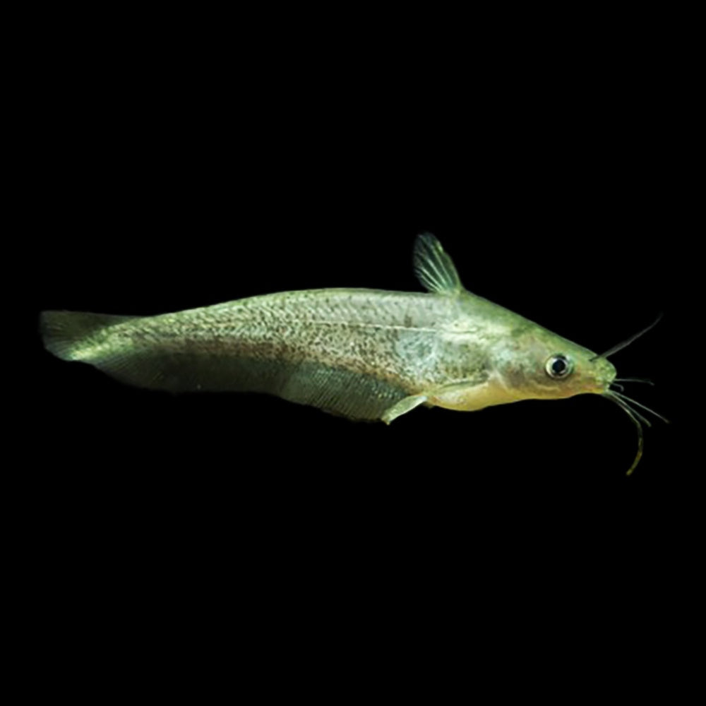 Catfish Eeltail Rendahls (Porochilus Rendahli)