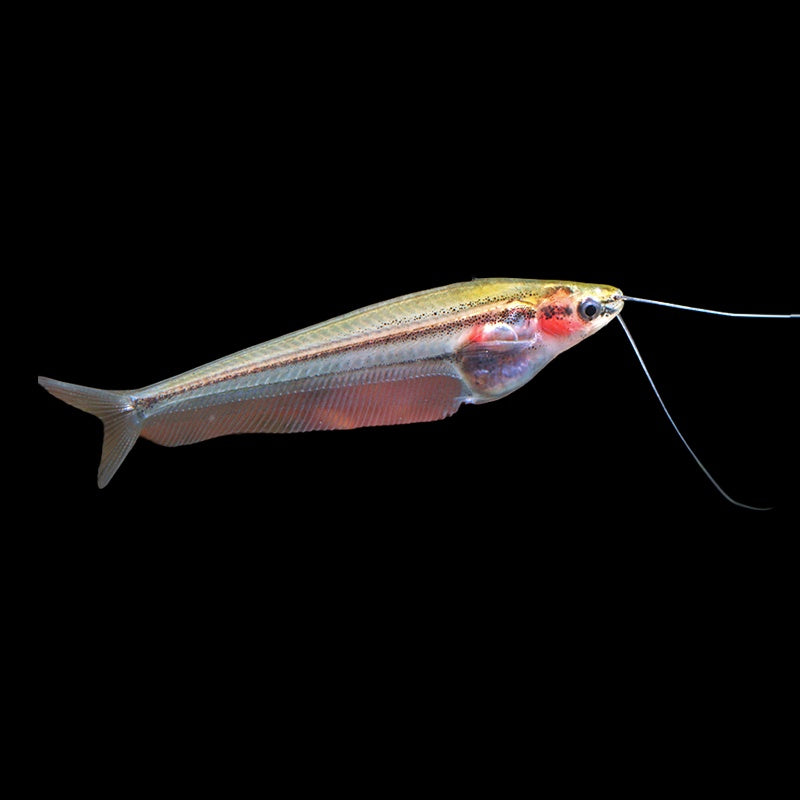 Catfish Poorman's Glass (Kryptopterus Macrocephalus)