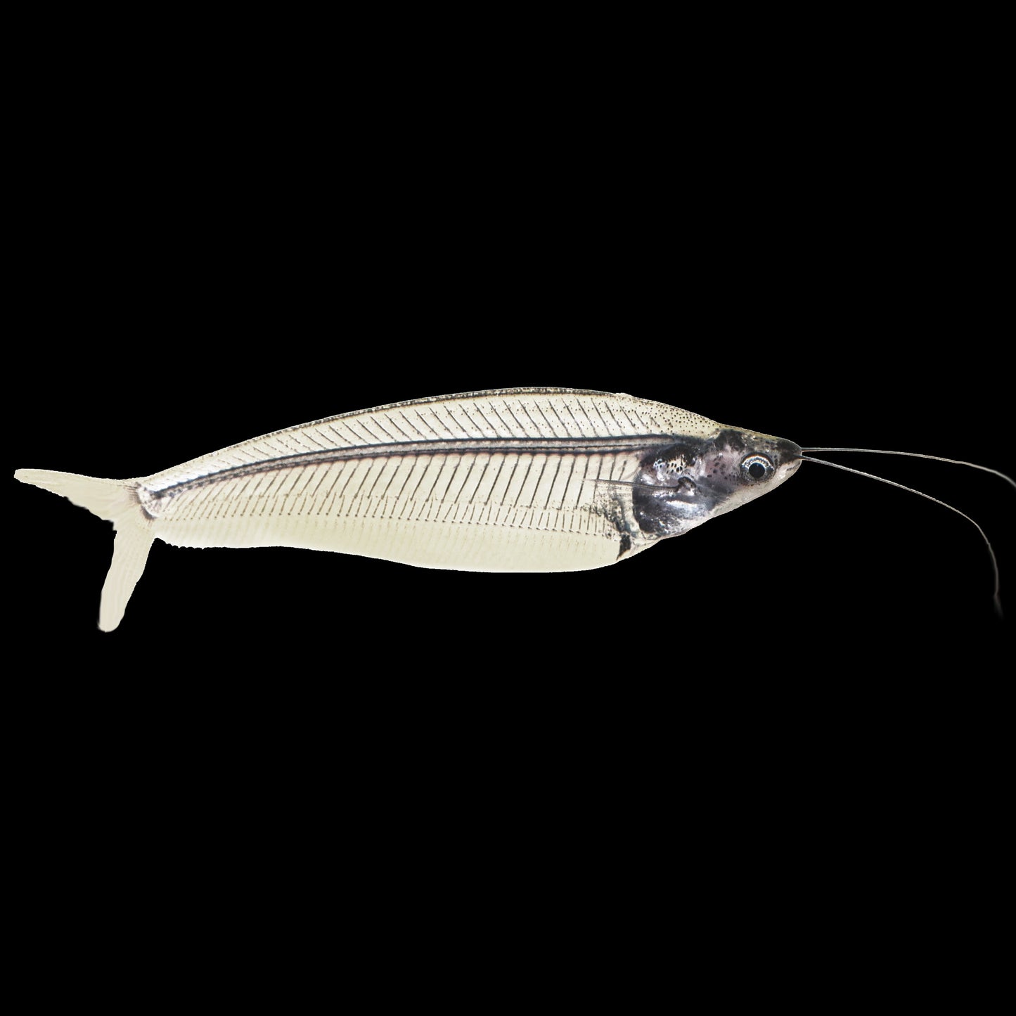 Catfish Glass (Kryptopterus Vitreolus)