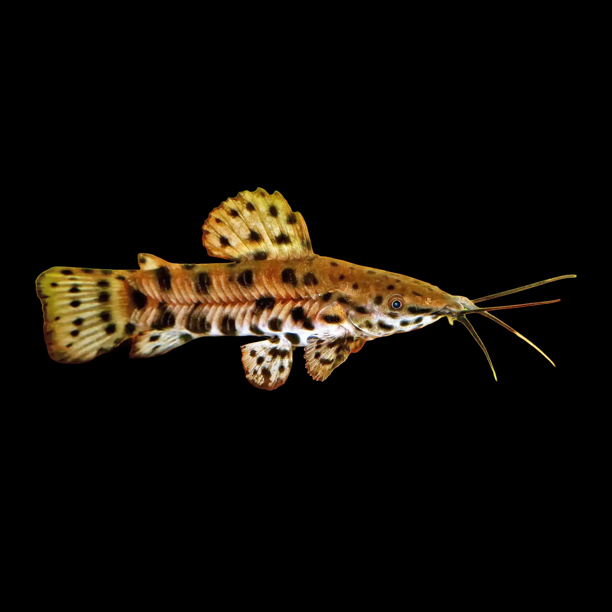 Catfish Hoplo (Megalechis Thoracata)