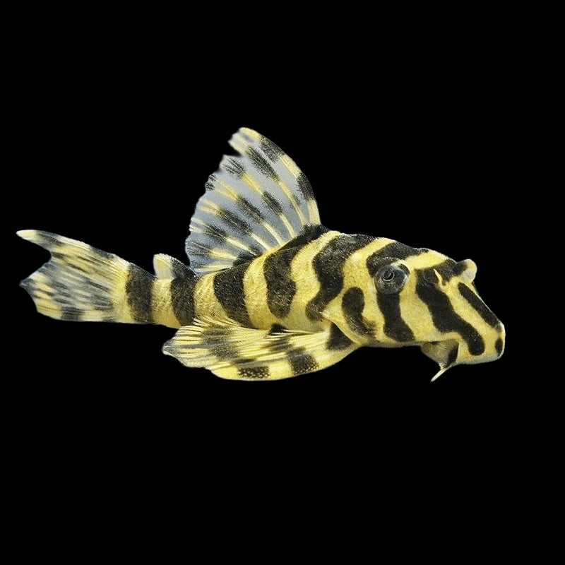 Pleco Leopard Frog L134 (Peckoltia Compa)