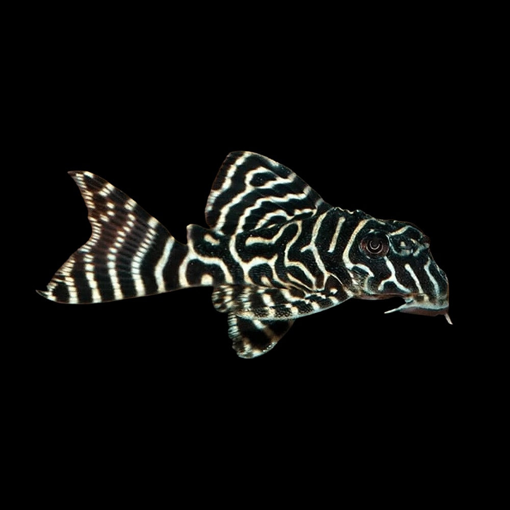 Pleco King Tiger Pleco L333 (Hypancistrus Sp.)