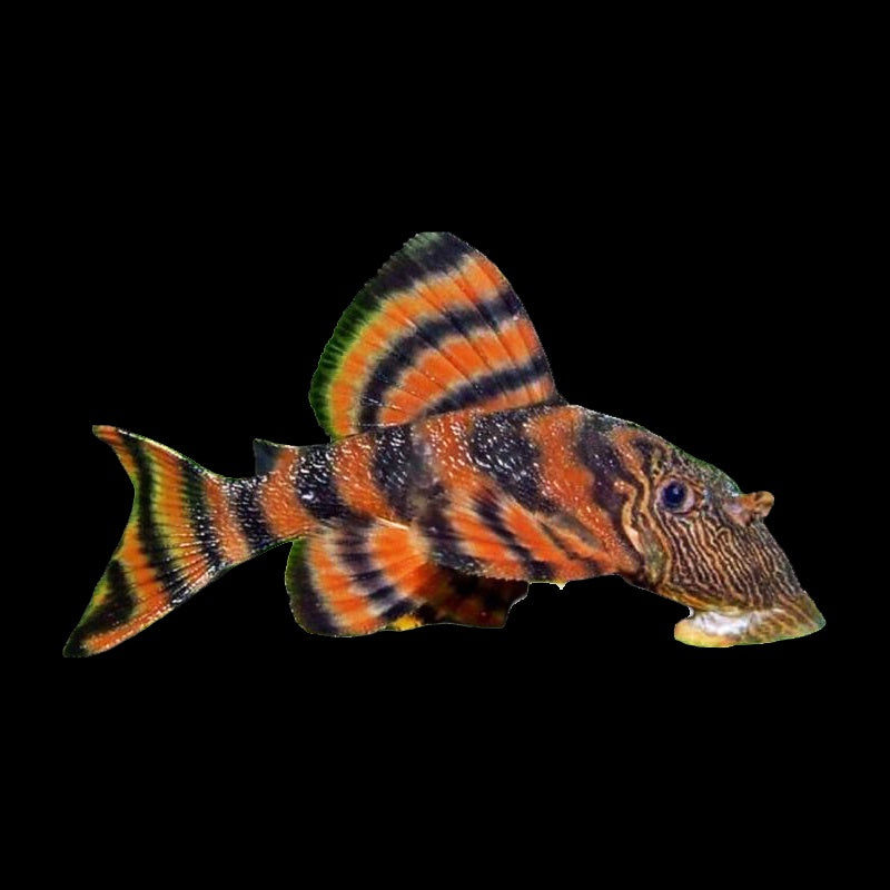 Pleco Alenquer Tiger L397 (Panaqolus Sp.)